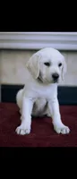 Poppy, a female Labrador Retriever for sale in Manteca, CA – 1 of 1