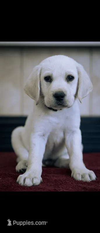 Cedric – Labrador Retriever puppy for sale in Manteca, CA