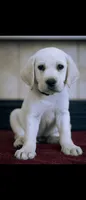 Cedric, a male Labrador Retriever for sale in Manteca, CA – 1 of 1
