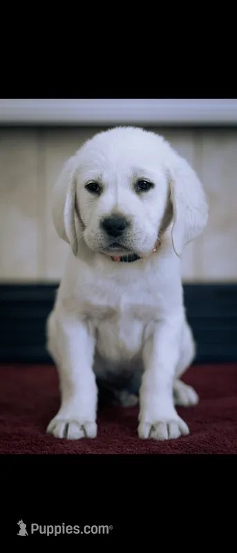 Pax – Labrador Retriever puppy for sale in Manteca, CA