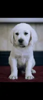 Pax, a male Labrador Retriever for sale in Manteca, CA – 1 of 1