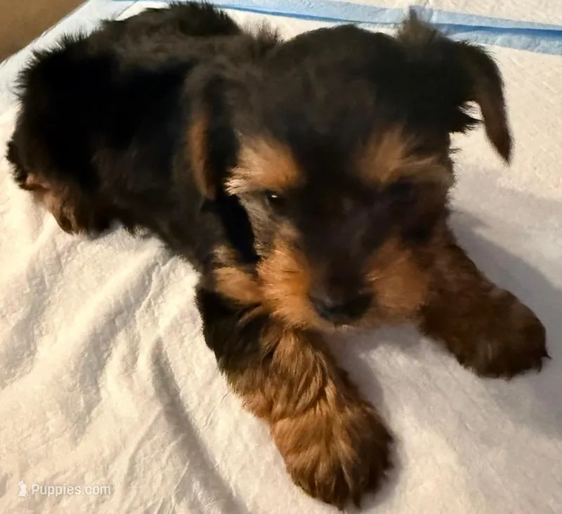 Tuco – Yorkshire Terrier puppy for sale in Temecula, CA
