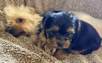 Tuco, a male Yorkshire Terrier for sale in Temecula, CA – 3 of 4