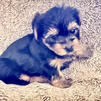 Tuco, a male Yorkshire Terrier for sale in Temecula, CA – 2 of 4