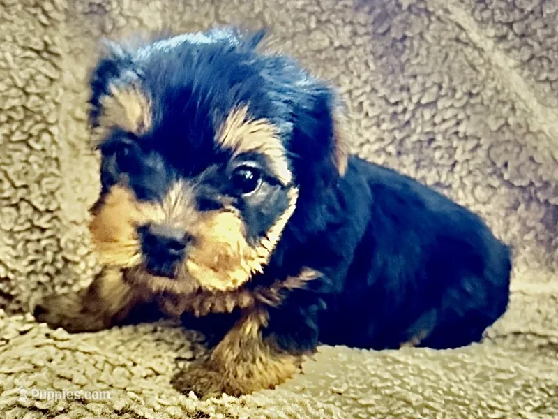 Tuco – Yorkshire Terrier puppy for sale in Temecula, CA