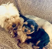 Tuco, a male Yorkshire Terrier for sale in Temecula, CA – 4 of 4