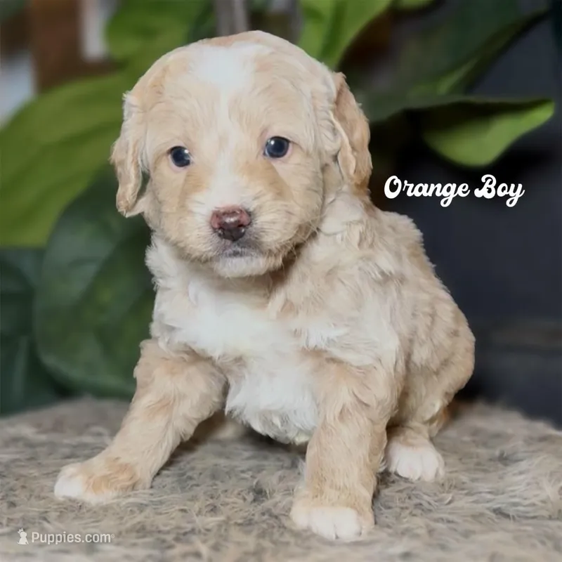 Orange Boy