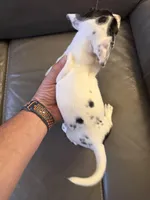 Charlie Cupcake, a female Dachshund for sale in Burlington, KY – Photo 2 of 2