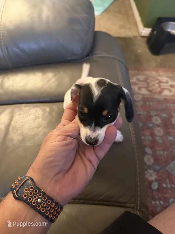 Charlie Cupcake – Dachshund puppy for sale in Burlington, KY