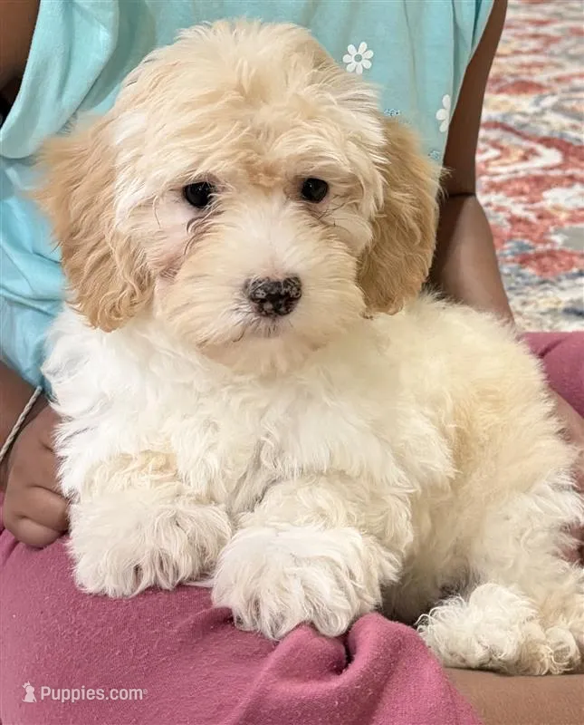 Maltipoo – Maltipoo, Poodle - Standard  puppy for sale in Aubrey, TX