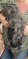 Daphne, a female Cavapoo and Shih Tzu for sale in Manitowoc, WI – 3 of 4