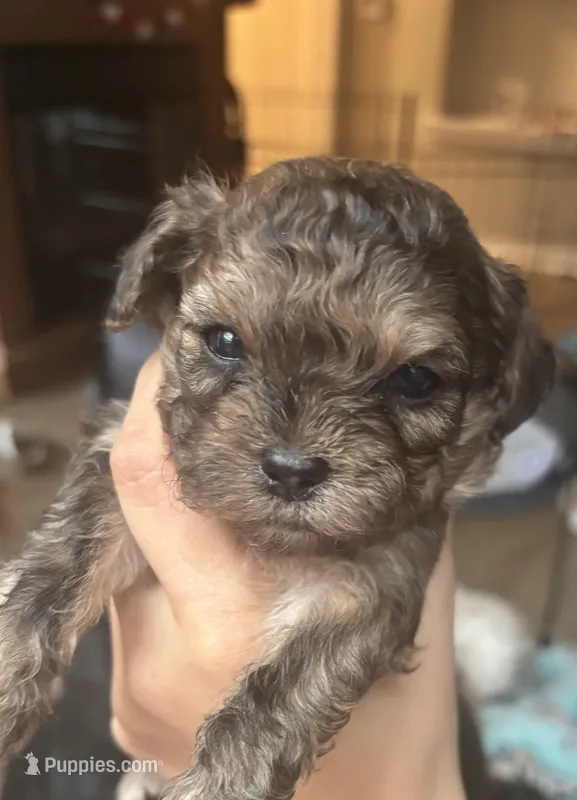 Indigo – Cavapoo, Shihpoo puppy for sale in Manitowoc, WI