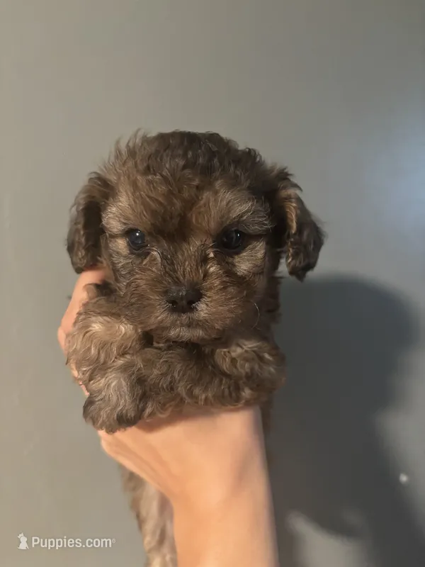 Indigo – Cavapoo, Shihpoo puppy for sale in Manitowoc, WI