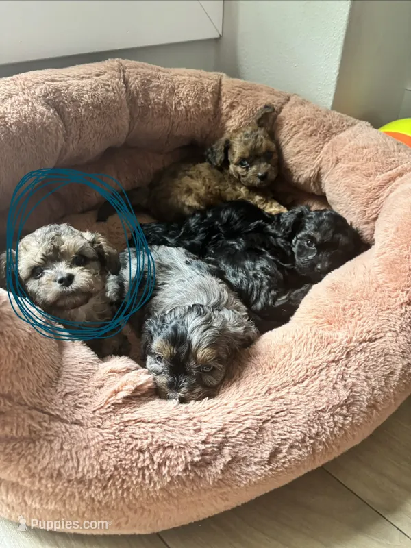 Indigo – Cavapoo, Shihpoo puppy for sale in Manitowoc, WI