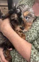 Daphne, a female Cavapoo and Shih Tzu for sale in Manitowoc, WI – 2 of 4