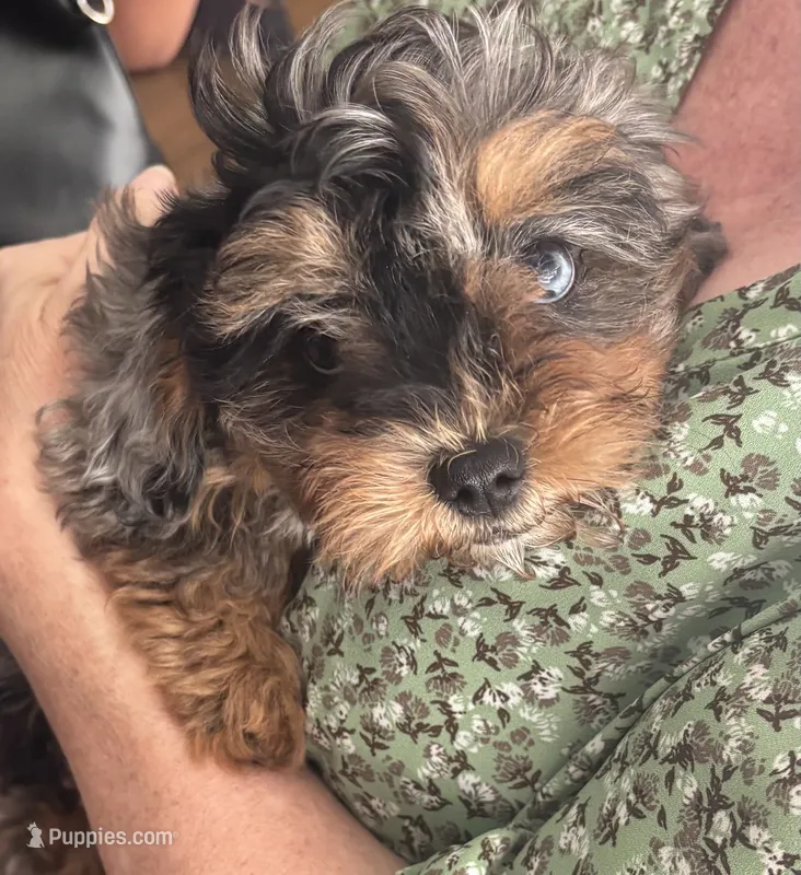 Daphne – Cavapoo, Shih Tzu puppy for sale in Manitowoc, WI