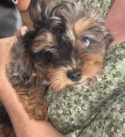 Daphne, a female Cavapoo and Shih Tzu for sale in Manitowoc, WI – 1 of 4