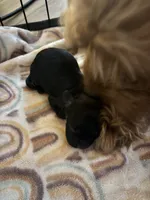 Betty, a female Cavapoo and Shihpoo for sale in Manitowoc, WI – 2 of 3