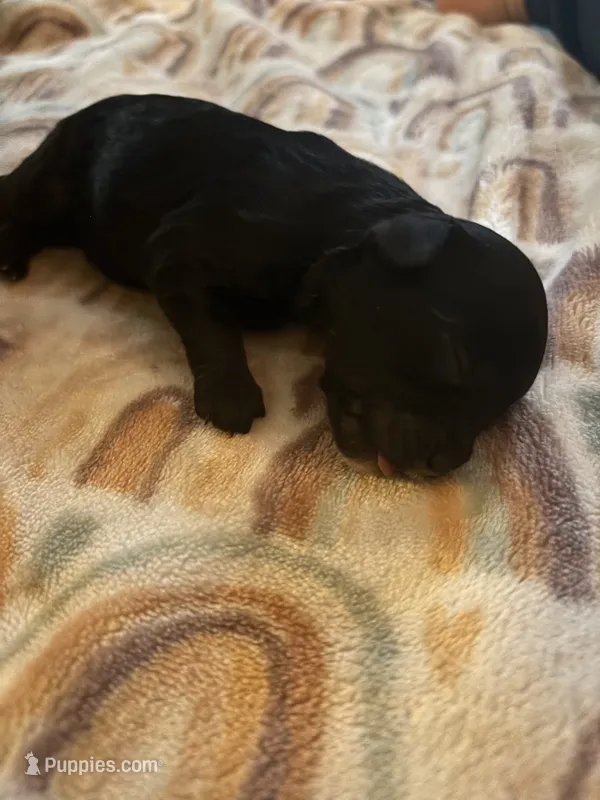 Tilly – Cavapoo, Shihpoo puppy for sale in Manitowoc, WI