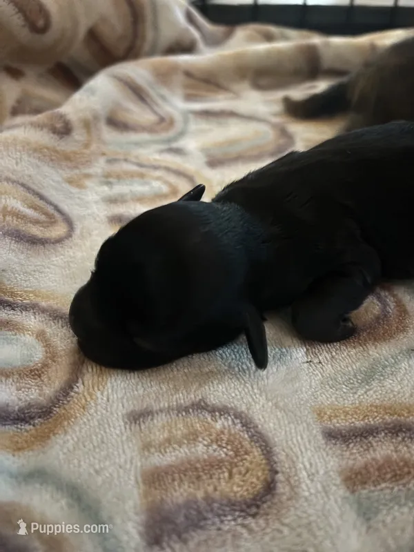 Betty – Cavapoo, Shihpoo puppy for sale in Manitowoc, WI