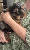 Daphne, a female Cavapoo and Shih Tzu for sale in Manitowoc, WI – 4 of 4