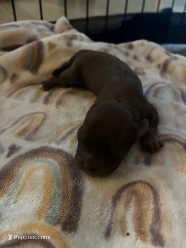 Rocky – Cavapoo, Shihpoo puppy for sale in Manitowoc, WI