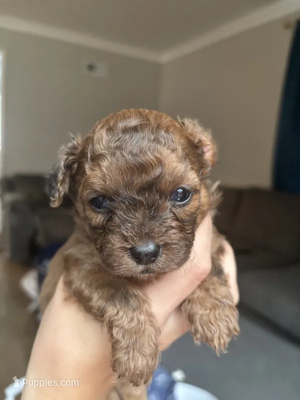 Rocky – Cavapoo, Shihpoo puppy for sale in Manitowoc, WI