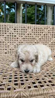 W Female, a female Goldendoodle and Poodle - Standard  for sale in Augusta, ME – 6 of 6