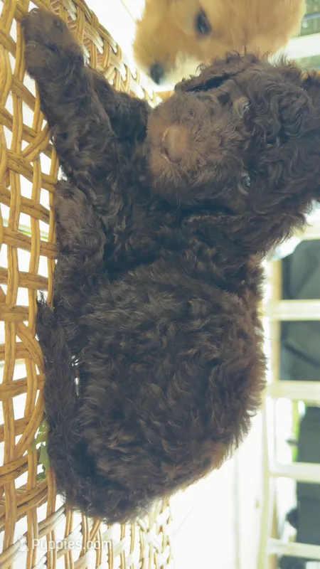 B Female – Goldendoodle, Poodle - Standard  puppy for sale in Augusta, ME