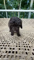 B Male, a male Goldendoodle and Poodle - Standard  for sale in Augusta, ME – 2 of 4