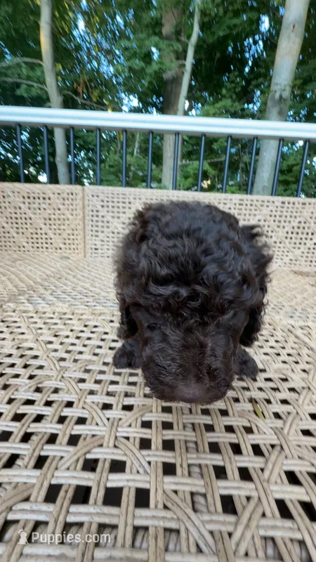 B Male – Goldendoodle, Poodle - Standard  puppy for sale in Augusta, ME