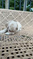 W Female, a female Goldendoodle and Poodle - Standard  for sale in Augusta, ME – 3 of 6