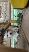 W Female, a female Goldendoodle and Poodle - Standard  for sale in Augusta, ME – 5 of 6