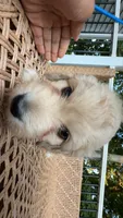 W Female, a female Goldendoodle and Poodle - Standard  for sale in Augusta, ME – 4 of 6