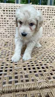 W Female, a female Goldendoodle and Poodle - Standard  for sale in Augusta, ME – 2 of 6