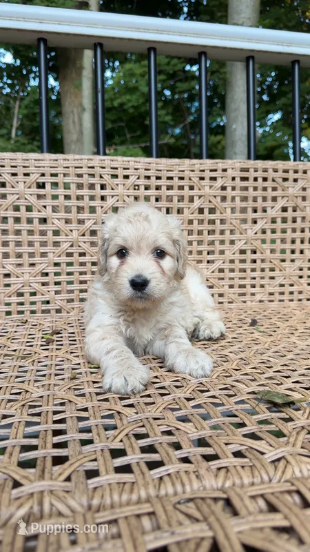 W Female – Goldendoodle, Poodle - Standard  puppy for sale in Augusta, ME