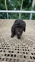 B Male, a male Goldendoodle and Poodle - Standard  for sale in Augusta, ME – 3 of 4