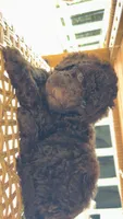 B Female, a female Goldendoodle and Poodle - Standard  for sale in Augusta, ME – 2 of 2