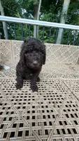 B Male, a male Goldendoodle and Poodle - Standard  for sale in Augusta, ME – 4 of 4
