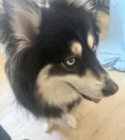 Sadie, a female Pomsky for sale in Nashua, NH – Photo 3 of 5