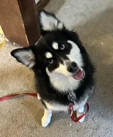 Sadie, a female Pomsky for sale in Nashua, NH – Photo 1 of 5