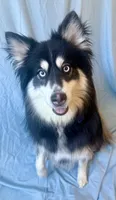 Sadie, a female Pomsky for sale in Nashua, NH – Photo 5 of 5