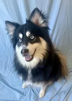 Sadie, a female Pomsky for sale in Nashua, NH – Photo 2 of 5