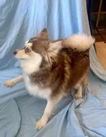 Ruby, a female Pomsky for sale in Nashua, NH – Photo 4 of 5