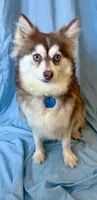 Ruby, a female Pomsky for sale in Nashua, NH – Photo 2 of 5