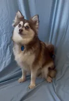 Ruby, a female Pomsky for sale in Nashua, NH – Photo 1 of 5