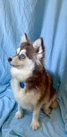 Ruby, a female Pomsky for sale in Nashua, NH – Photo 5 of 5