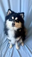 Teddy Bear, a male Pomsky for sale in Nashua, NH – Photo 2 of 6