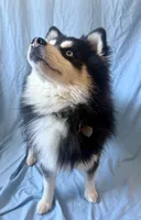 Teddy Bear, a male Pomsky for sale in Nashua, NH – Photo 6 of 6
