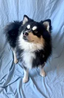 Teddy Bear, a male Pomsky for sale in Nashua, NH – Photo 3 of 6
